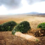 Ekologia jest rodzaju żeńskiego, czyli ekofeminizm na pomoc matce Ziemi